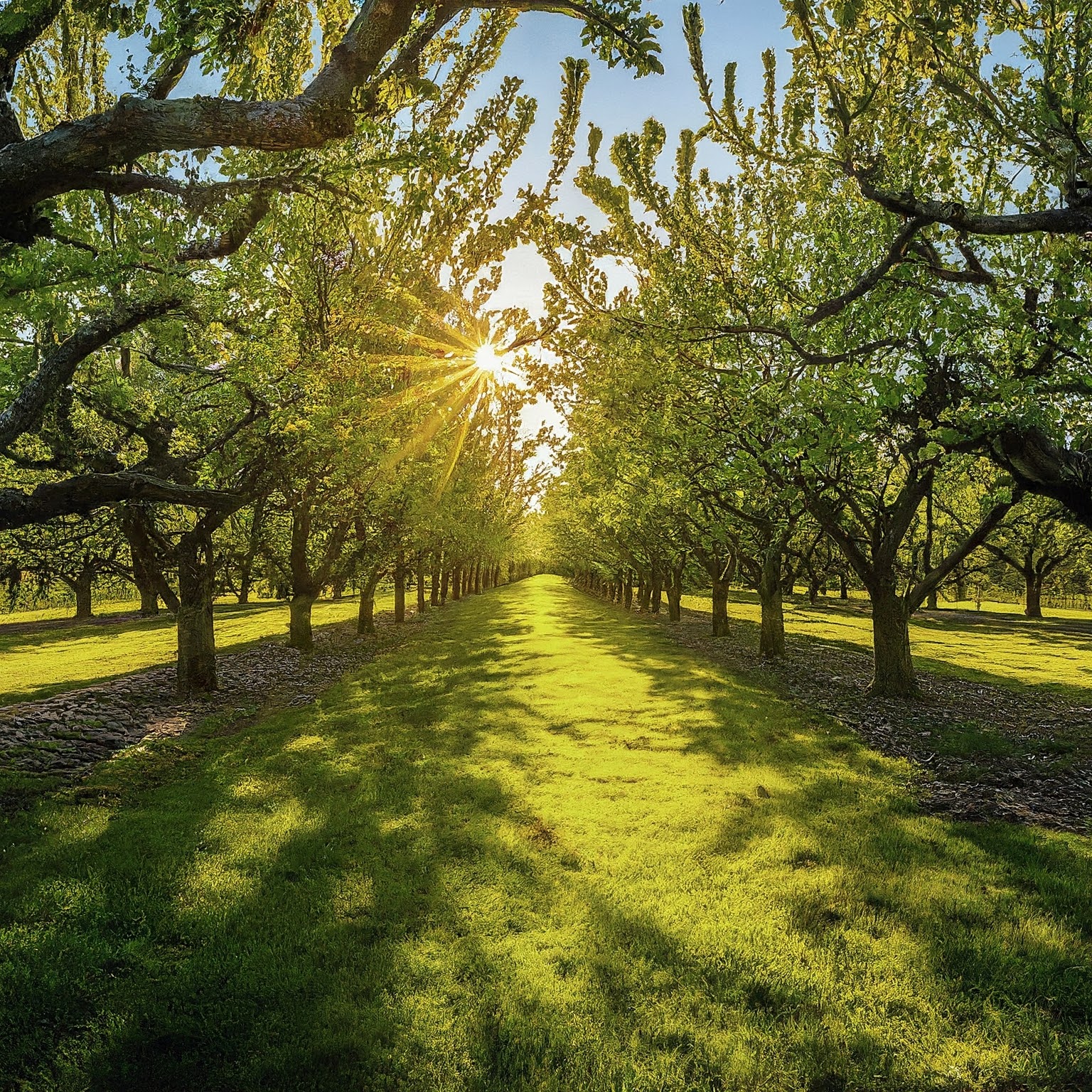 A view along an orchard row in summer at sunset.